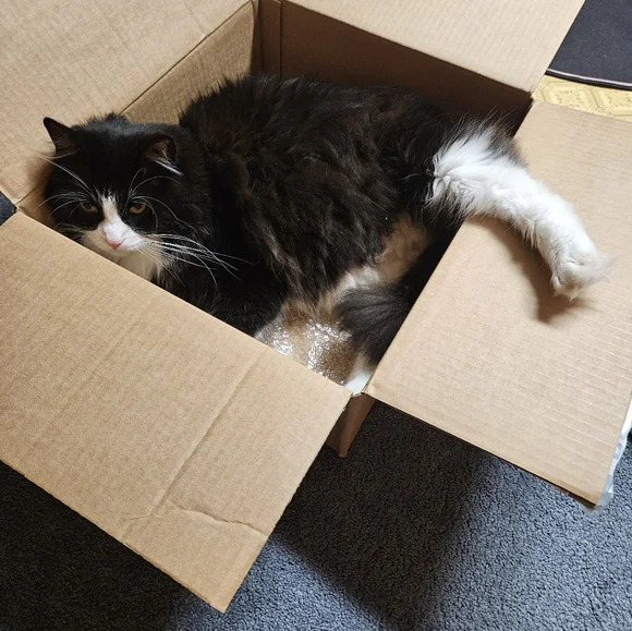 He loves anything new! - Picture 3 of 4